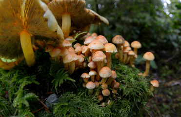 Canada, British Columbia, Vancouver Island. Fisheye photo of small mushrooms growing on a mossy tree stump