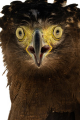 Crested serpent-eagle