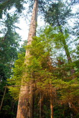 Fototapeta premium Canadian Rain Forest 4