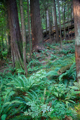 Canadian Rain Forest 3