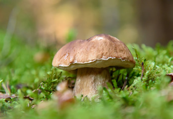 Porcini. Mushrooms grow in the forest. Vegetarian diet food. A mushroom grows in the grass. Mushrooms in the wild