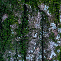 Background made of bark of wood in green tone