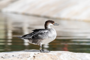 A Smew Duck Resting At the Waterside