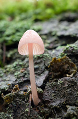 Canada, British Columbia, Vancouver Island. Translucent Mycena mushroom from below showing gills