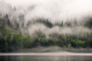 Canada, British Columbia, Fiordlands Recreation Area. Fog-shrouded forest next to ocean inlet. 