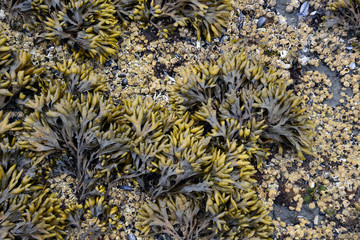 Canada, British Columbia, Gulf Islands, Portland Island. Close up of Bladderwrack (Fucus gardneri) seaweed and barnacles