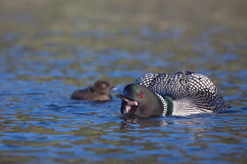 Fototapeta premium Canada, British Columbia. Adult Common Loon (Gavia Immer) screams to fend off an intruding loon, while chick floats alongside.