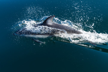 Naklejka premium British Columbia. Pacific white-sided dolphins (Lagenorhynchus obliquidens) play in the clear waters of Johnstone Strait.