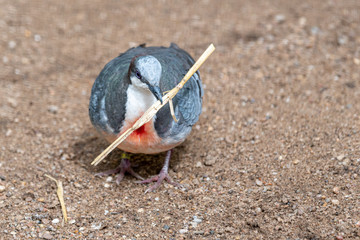 Bleeding Heart Dove With a Piece of Straw in it's Beak