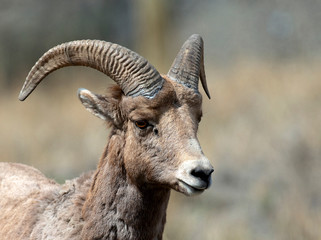 Rocky Mountain Bighorn sheep ewe in the Cascade mountains of British Columbia along the Thompson...