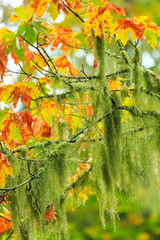St. Stephen's Heritage Church and Cemetery, Saanichton, British Columbia