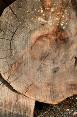 Canada, British Columbia, Cabbage Island. Cut cedar log showing age rings