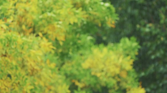 Yellow foliage in early autumn background. Rainy day. Crown of trees in the autumn in the rain refocusing