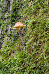 Canada, British Columbia, Vancouver Island. Mycena mushroom growing in moss on a tree trunk