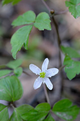 Canada, British Columbia, Vancouver Island. Lyall's Anemone (Anemone lyallii)