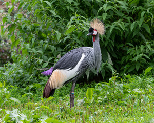 African Grey Crowned Crane Resting in Tall Grass