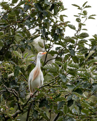 Cattle Egret Perched in a Tree