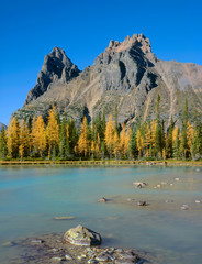Canada, British Columbia, Yoho National Park, Wiwaxy Peaks overlook golden alpine larch and Hungabee Lake on Opebi Plateau.