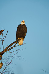 Canada, British Columbia, Vancouver, Bald Eagle (Haliaeetus leucocephalus)
