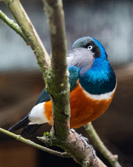 Supurb Starling Perched in a Tree WIth a Feather in its Beak
