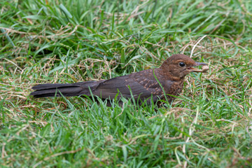 Female Blackbird foraging in the Ground