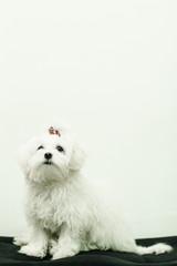 Dog White wall