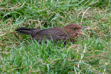 Female Blackbird foraging in the Ground