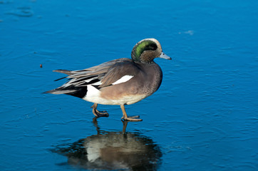 Obraz premium The American widgeon (Anas Penelope) is a dapping duck, formerly called the baldpate.