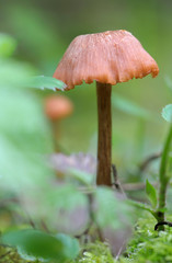 Canada, British Columbia, Vancouver Island. Detail photo of a small brown mushroom