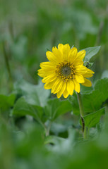 Canada, British Columbia, Vancouver Island. Deltoid Balsamroot (Balsamorhiza deltoidea)