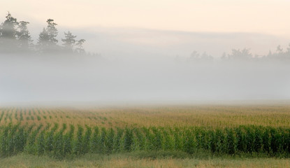 Obraz na płótnie Canvas Canada, British Columbia, Vancouver Island, Cowichan Valley. Corn fields in morning mist near Maple Bay