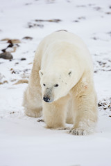 Fototapeta na wymiar Polar Bear (Ursus maritimus) walking in Churchill Wildlife Management Area, Manitoba, Canada.