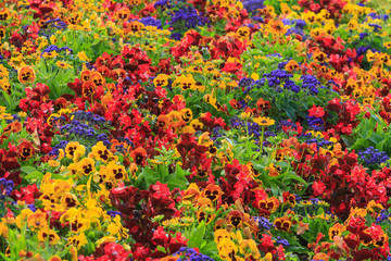 Spring flowers in a garden. British Columbia, Canada.