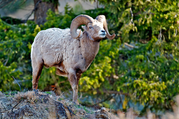 Rocky Mountain Bighorn Sheep (Ovis canadensis canadensis) near Radium, B.C.
