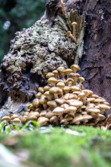 Pilze an Baumstamm