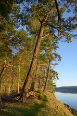 Canada, British Columbia, Gulf Islands, Wallace Island. Fir trees along the walking path