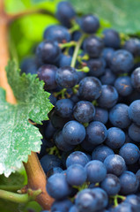 Canada, British Columbia, Okanagan Valley, Merlot Grapes (Selective Focus)