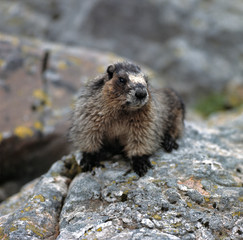Canada, British Columbia, Yoho NP. A friendly Hoary Marmot considers the visitors to his home in Yoho N.P., British Columbia, Canada.