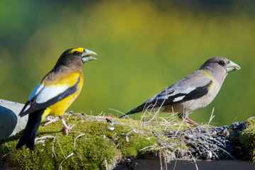 Naklejka premium The evening grosbeak (Hesperiphona vespertina) is a passerine bird in the finch family Fringillidae. Male and female.