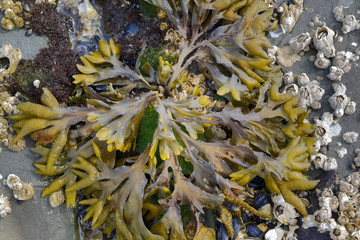Canada, British Columbia, Gulf Islands, Portland Island. Detail photo of Bladderwrack (Fucus gardneri) seaweed and barnacles