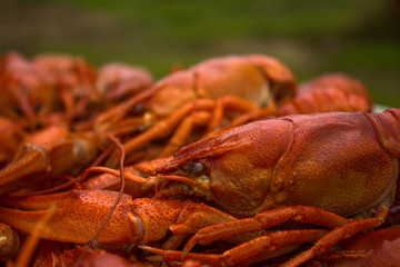Crayfish close up