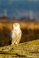 Canada, British Columbia, Snowy Owl Waiting for Prey