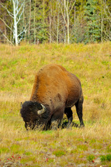 Wood Bison in northern B.C. The wood bison (Bison bison athabascae) (often called the wood buffalo), is a distinct northern subspecies or ecotype of the American bison. Bull grazing.