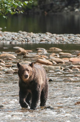 Fototapeta na wymiar Brown or grizzly bear (Ursus arctos) fishing for salmon in Great Bear Rainforest, British Columbia, Canada.