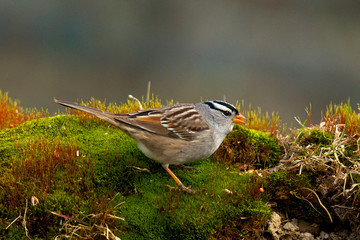 The white-crowned sparrow (Zonotrichia leucophrys) is a medium-sized sparrow native to North America.