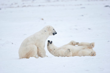 Obraz na płótnie Canvas Polar Bears (Ursus maritimus) sparring in snow, Churchill Wildlife Management Area, Churchill, Manitoba, Canada.