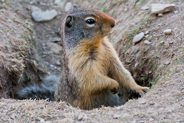 Naklejka na ściany i meble Columbia Ground Squirrel, Rogers Pass, Glacier National Park, British Columbia, Canada