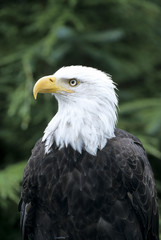 Bald eagle British Columbia, Canada