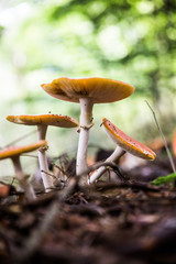 Fliegenpilze im Wald