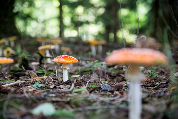 Fliegenpilze im Wald